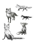fox_coit_pen_sketch_150